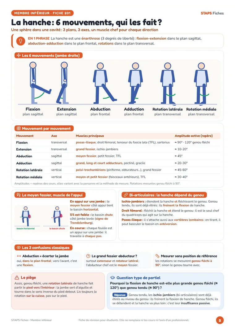 Fiche « La hanche : 6 mouvements, qui les fait ? » de STAPS Fiches