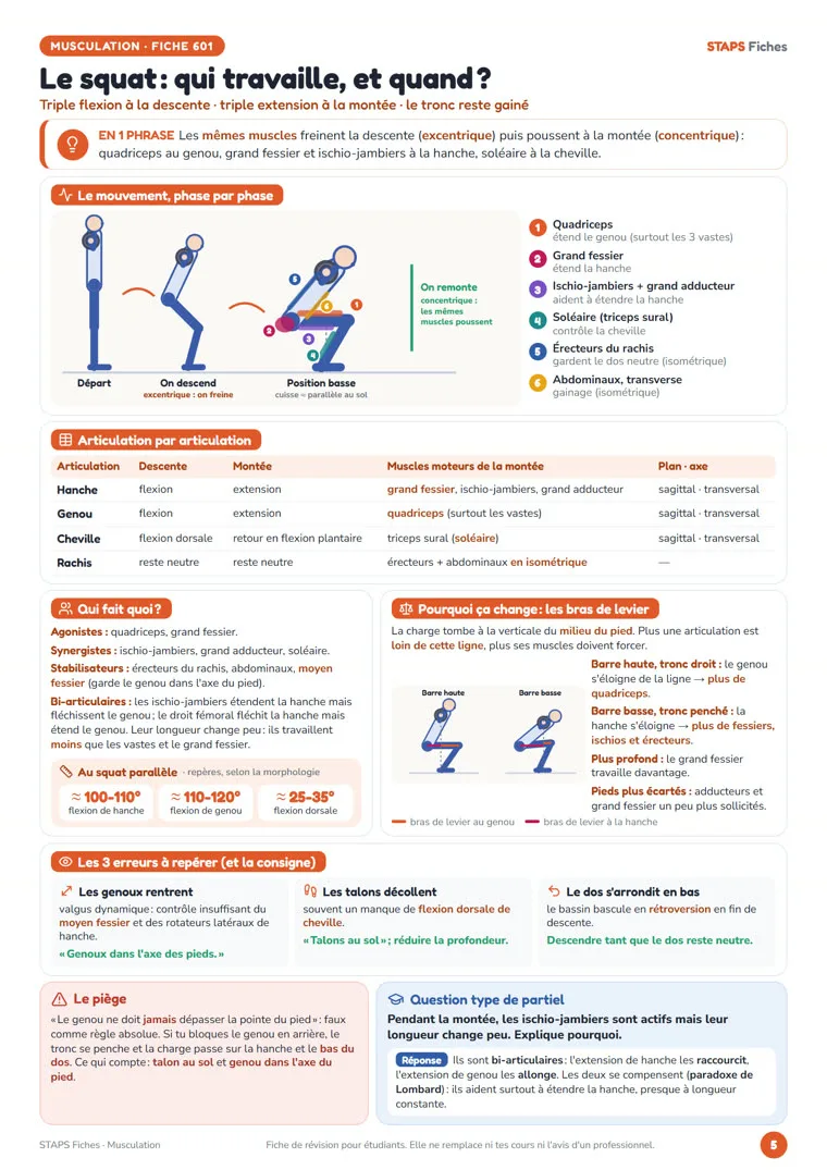 Fiche « Le squat : qui travaille, et quand ? » de STAPS Fiches